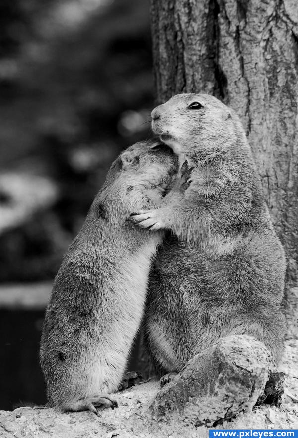 Prairie dogs photoshop picture